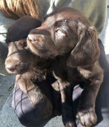 Gorgeous Chocolate Labradoodle Puppies