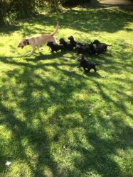 F1 Black Labradoodle Puppies Fully Health Checked