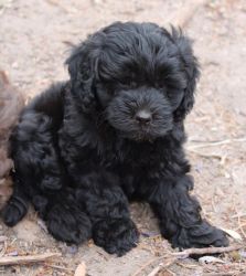 Beautiful Labradoodle Pups for Sale