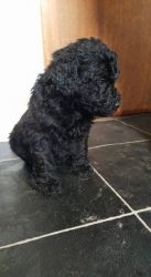 Stunning Labradoodles 6 Left Ready Now