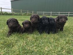 Only 4 Beautiful Labradoodle Puppies Left !!