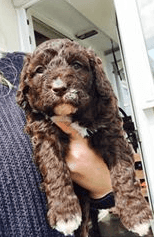 Miniature F1b Labradoodle -1 Girl Available.