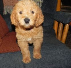 Well socialized Labradoodle Puppies
