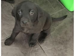 Beautiful Black Labrador Dog Puppies Adelaide