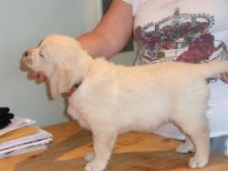 Labrador retriever puppies forsale