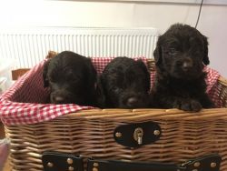 Beautiful F1 Labradoodle Puppies seeking new homes