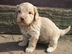 CKC Registered Labradoodle puppies for sale