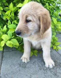 Registered labradoodle puppies available