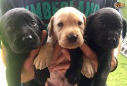 Gorgeous Golden Labrador Puppies For Sale