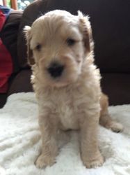 F1 Labradoodle Puppies Ready Now