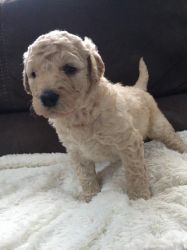 Champagne & Red F1 Miniature Labradoodle Puppies
