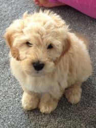 Sweet Labradoodle Puppies