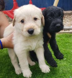 High Class Quality Bred Miniature Labradoodles.