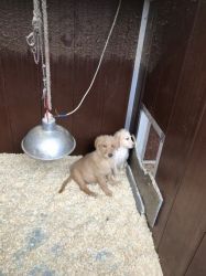 labradoodle Puppies For Sale TEXT,(xxx-xxx-xxxx)
