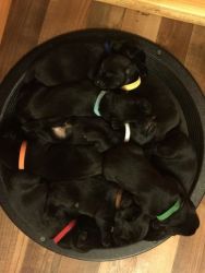 AKC BLK HUNTING LABS