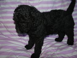 Male Mini Black Labradoodle will be very small