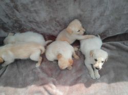 Adorable Miniature F1b Labradoodles pups