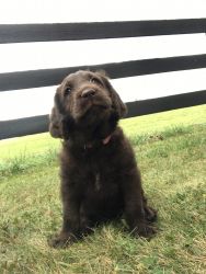 Curly Rose Labradoodle puppy