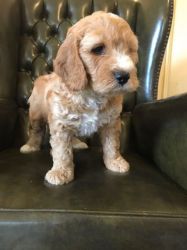 Ready Now - Chocolate Labradoodle Puppy