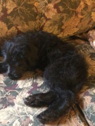 Family raised labradoodle pup