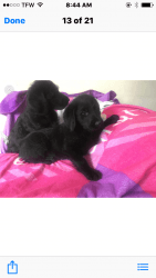 Family raised labradoodle pups