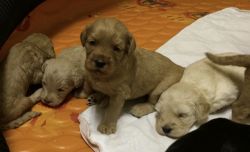 Australian Labradoodle Puppies Coming in January 2018