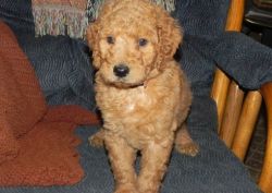 AKC registered Labradoodle Puppies