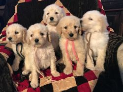 AKC Labradoodle Puppies available Now.