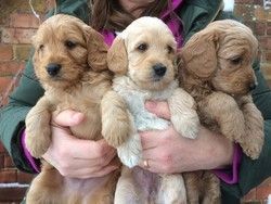 Beautiful Labradoodle Puppies available
