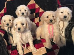 AKC AWESOME Labradoodle Puppies
