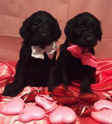 Black Labradoodle Puppies--fabulous coats