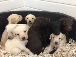 Beautiful litter of Labradoodle puppies for adoption