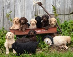 Labradoodle Puppy Litters for Sale!
