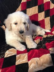 Labradoodle Puppies for Sale!