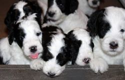 ♥️Stunning AKC Chocolate Labrador Puppies ♥️