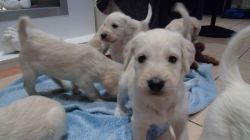 Labradoodle Puppies From Health Tested Parents