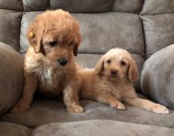 Beautiful Labradoodle Pups for sale