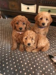 Red F2b Labradoodle Puppies