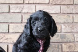 F2BB Labradoodle Puppies Ready for Adoption!!