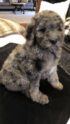 CKC Multi-generational Labradoodle Puppies-Now Ready!