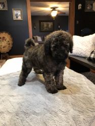 CKC MUlti-generational Labradoodle Puppies-Now Ready!