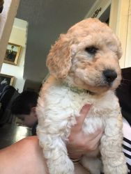 Beautiful Labradoodle Pups for sale