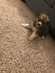Female Labradoodle Mix Puppy