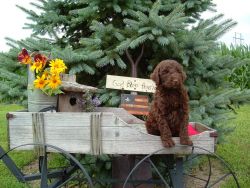 Stunning CKC Multi-Generational Labradoodle Puppies-Accepting Deposits