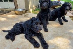 Labradoodle Puppies ON SALE