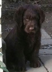 Chocolate Labradoodle Puppies