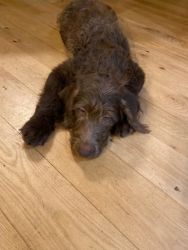 Labradoodle chocolate female pup
