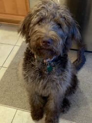 6 1/2 month Labradoodle for sale