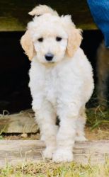F1bb Labradoodles for Sale