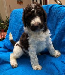 Beautiful Labradoodle Pups for Sale